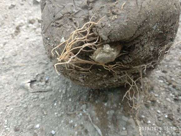 9.9包邮的九里香下山桩 怎么样 图片