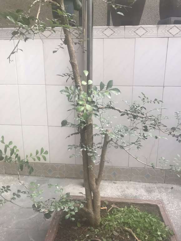 用种子繁殖的九里香下山桩 怎么样 图片