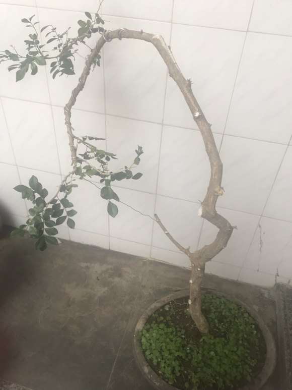 用种子繁殖的九里香下山桩 怎么样 图片