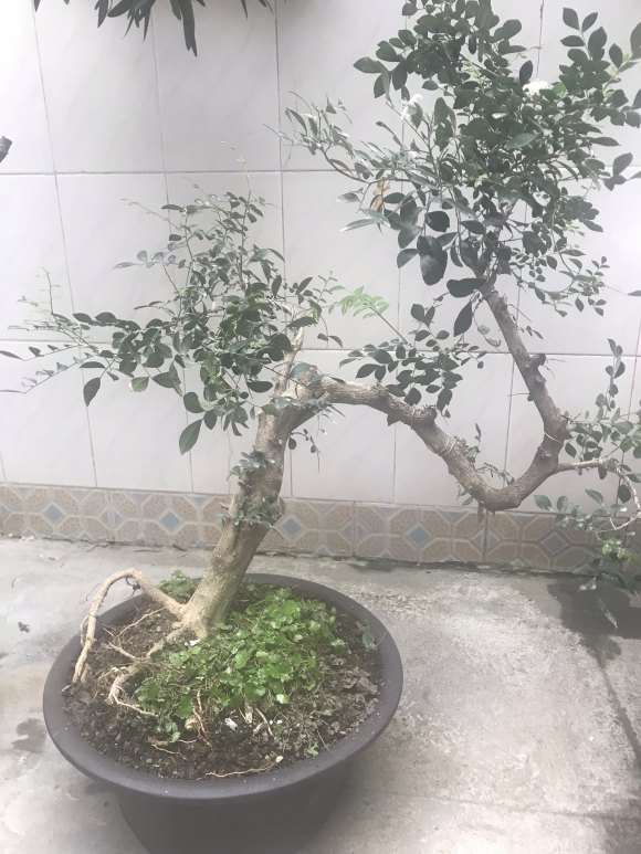 用种子繁殖的九里香下山桩 怎么样 图片