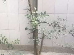 用种子繁殖的九里香下山桩 可以吗 图片