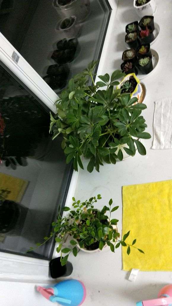 九里香下山桩怎么换盆 叶子绿 图片