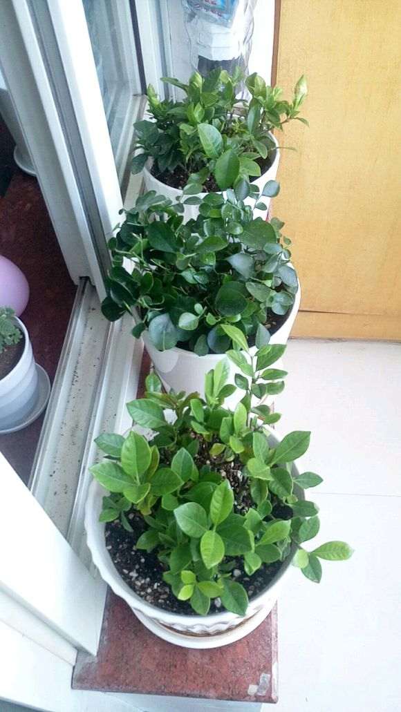 九里香下山桩怎么换盆 叶子绿 图片