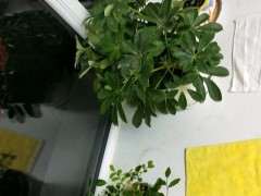 九里香下山桩怎么换盆 叶子绿 图片