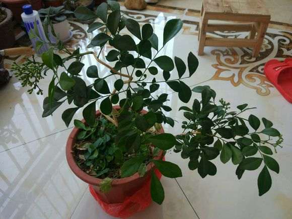 为什么九里香下山桩繁殖能力较弱 图片