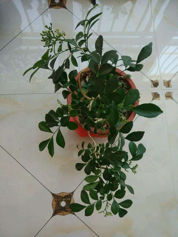 为什么九里香下山桩繁殖能力较弱 图片