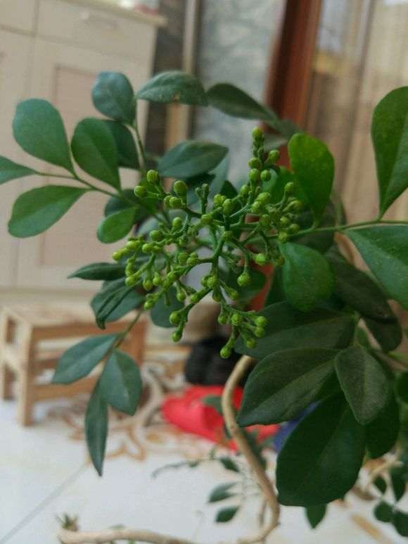 为什么九里香下山桩繁殖能力较弱 图片