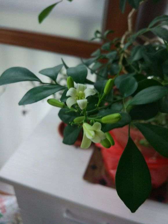 为什么九里香下山桩不结果开花 图片