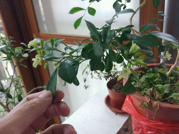 为什么九里香下山桩不结果开花 图片