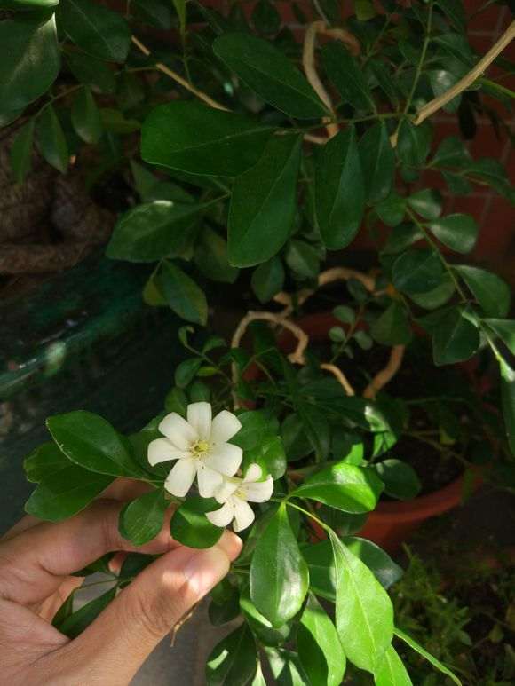 为什么九里香下山桩不结果开花 图片