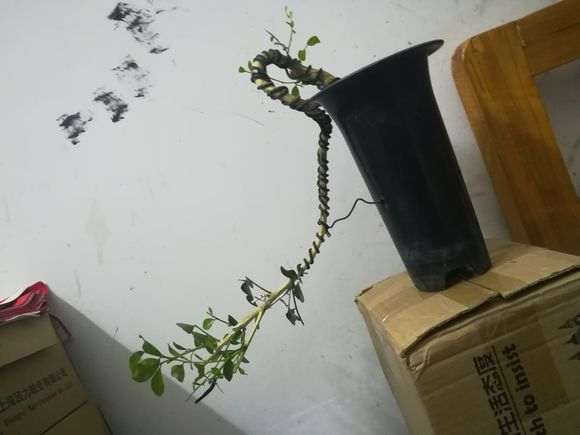 九里香下山桩 不发芽 没动静 怎么办 图片