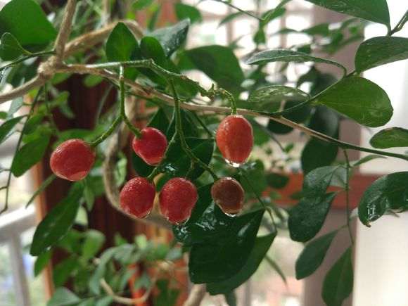 九里香下山桩 不发芽 没动静 怎么办 图片