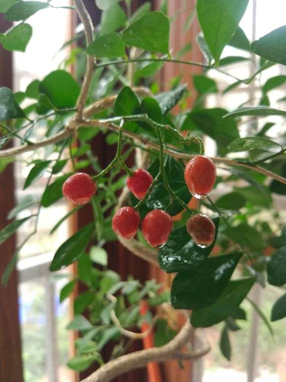 九里香下山桩 不发芽 没动静 怎么办 图片