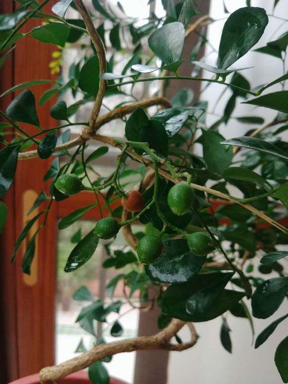 九里香下山桩 不发芽 没动静 怎么办 图片