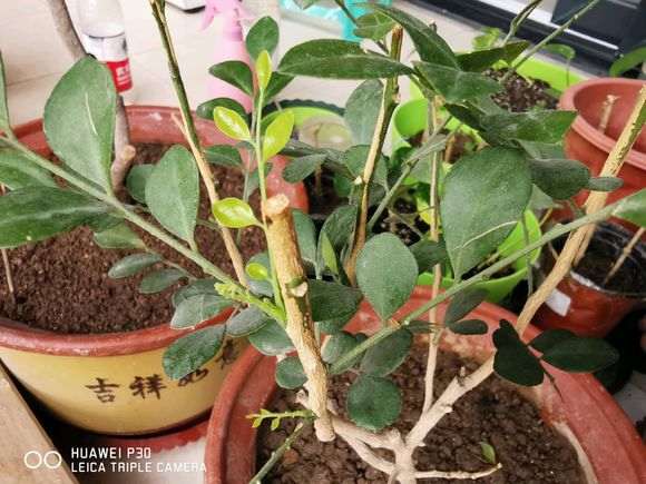 为什么九里香下山桩只长根不发芽 图片