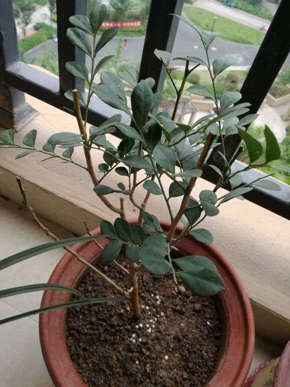 为什么九里香下山桩只长根不发芽 图片