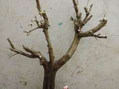 九里香下山桩怎么截杆的方法 图片