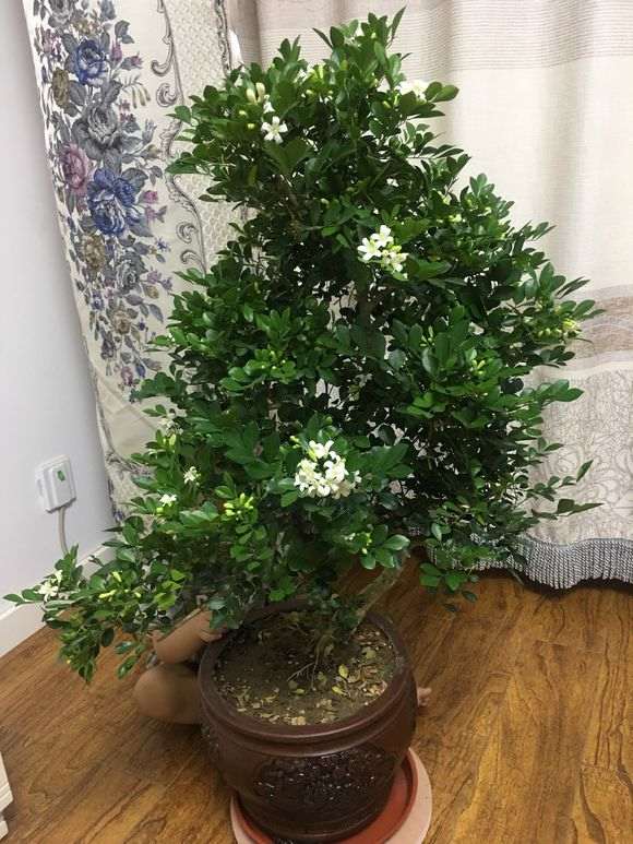 九里香下山桩可以养室内吗 图片