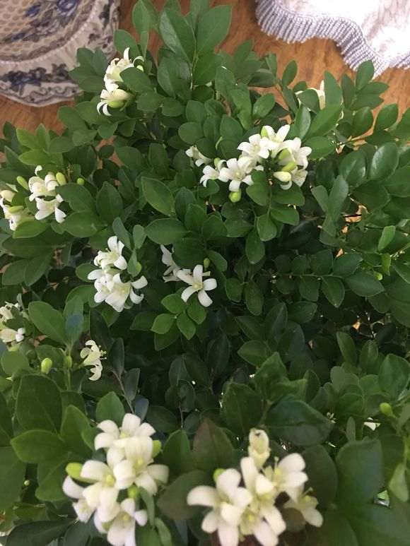 九里香下山桩可以养室内吗 图片