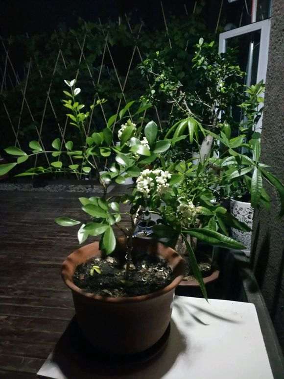 九里香下山桩的花期几月份 能开多久