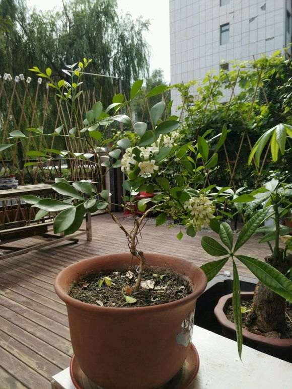 九里香下山桩的花期几月份 能开多久