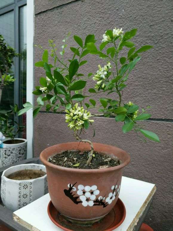 九里香下山桩的花期几月份 能开多久