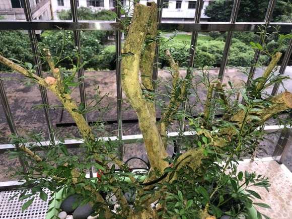 为什么九里香下山桩发芽迟 怎么办 图片