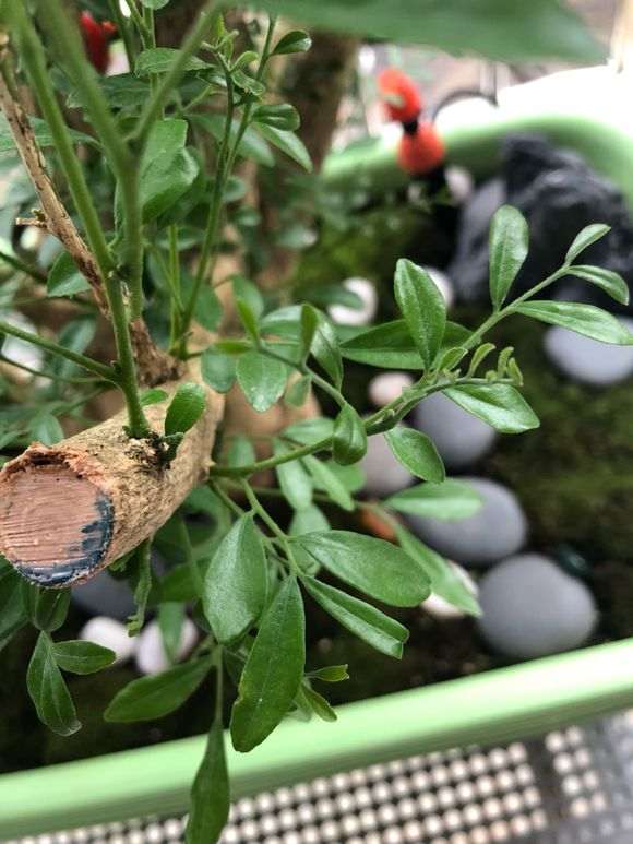 为什么九里香下山桩发芽迟 怎么办 图片