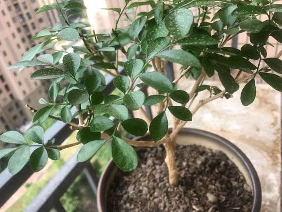 九里香下山桩怎么还是不见花芽 图片