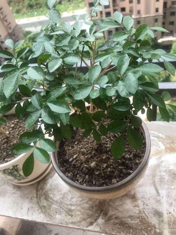 九里香下山桩怎么还是不见花芽 图片