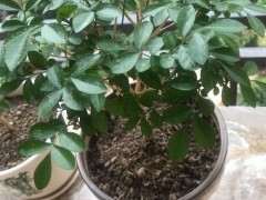 九里香下山桩怎么还是不见花芽 图片