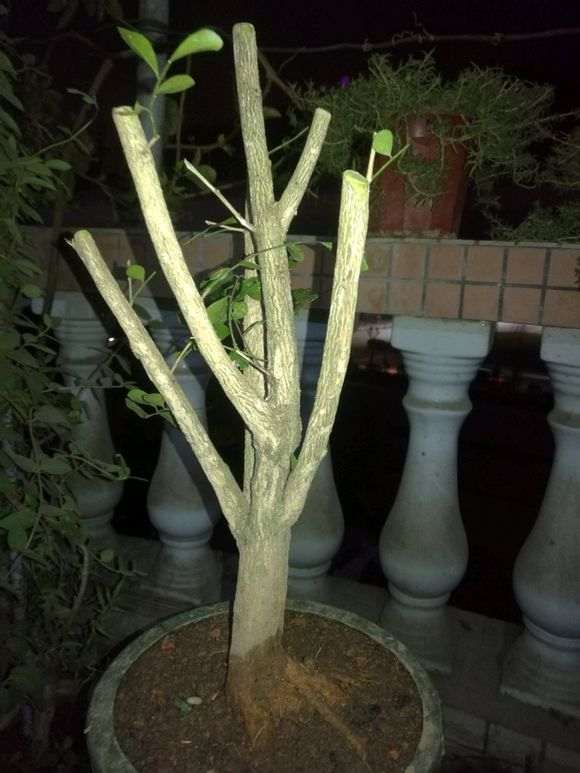 九里香下山桩怎么缩枝的方法 图片