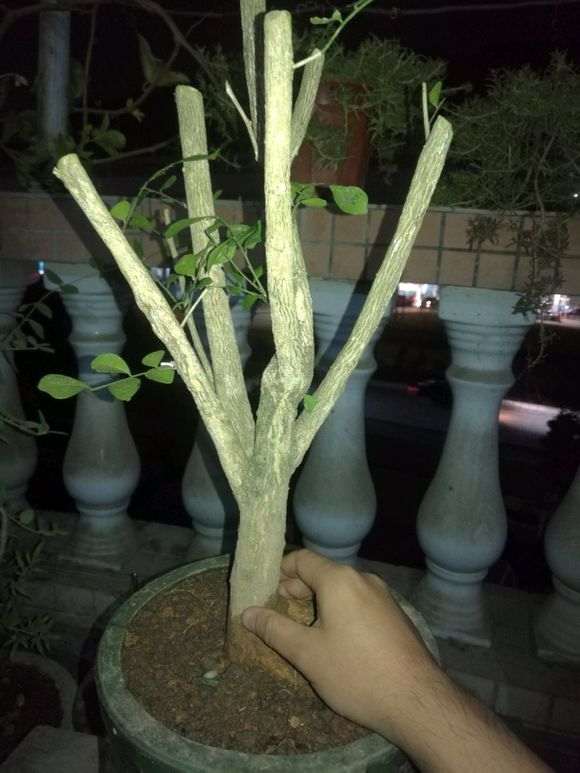 九里香下山桩怎么缩枝的方法 图片