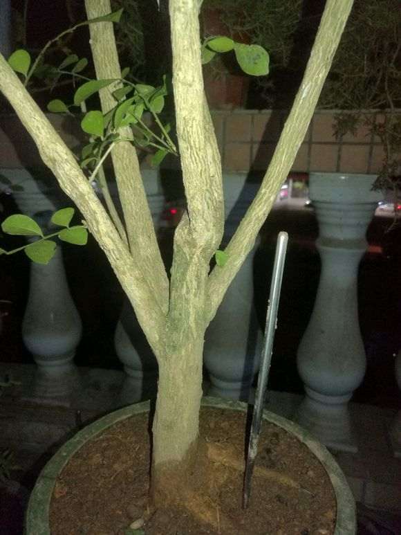 九里香下山桩怎么缩枝的方法 图片