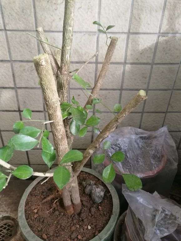 九里香下山桩怎么缩枝的方法 图片