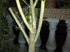 九里香下山桩怎么缩枝的方法 图片