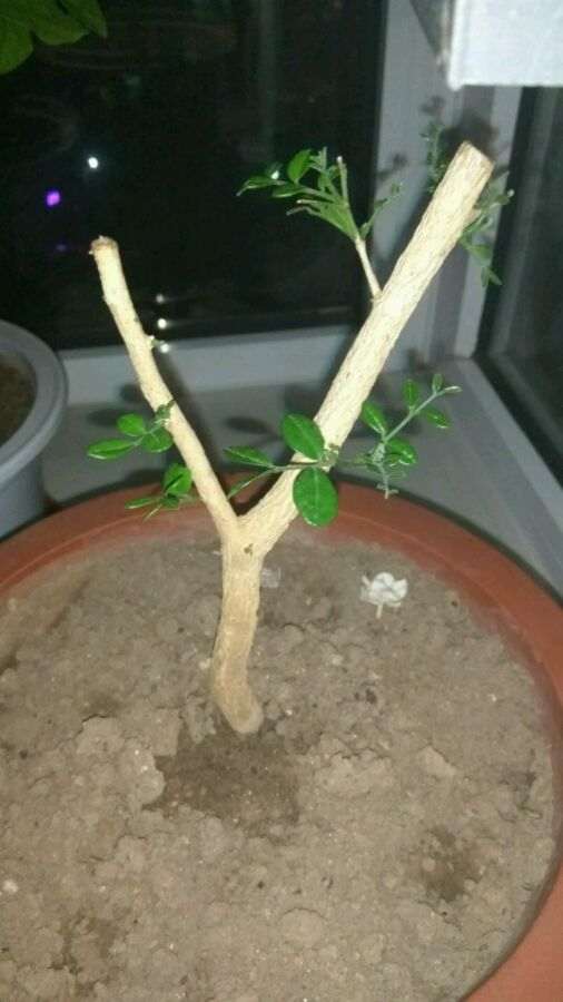 九里香下山桩 2周来芽 怎么办 图片