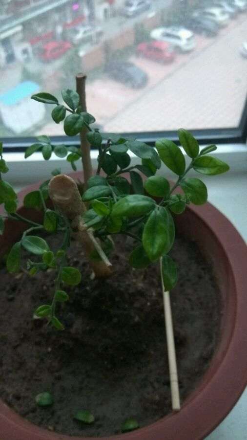 九里香下山桩 2周来芽 怎么办 图片