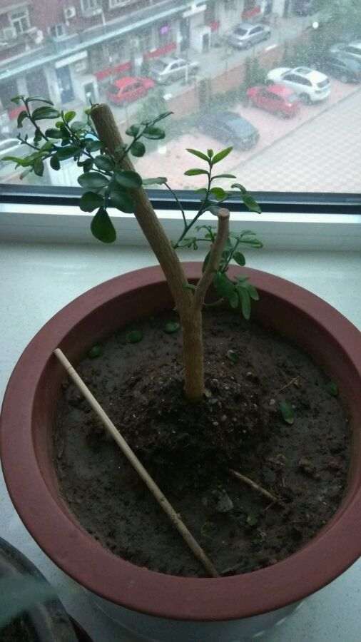 九里香下山桩 2周来芽 怎么办 图片