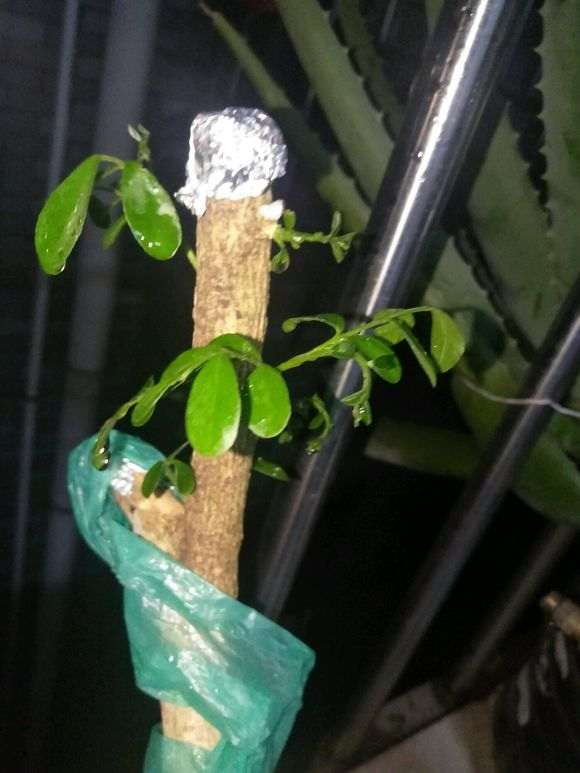 九里香下山桩 2周来芽 怎么办 图片