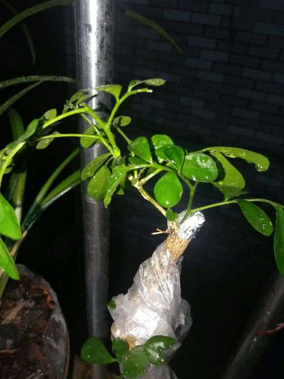 九里香下山桩 2周来芽 怎么办 图片
