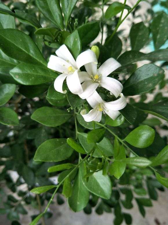 九里香下山桩 长太快了 怎么办 图片