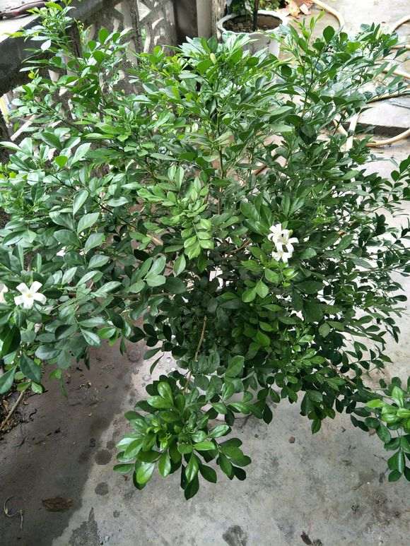 九里香下山桩 长太快了 怎么办 图片