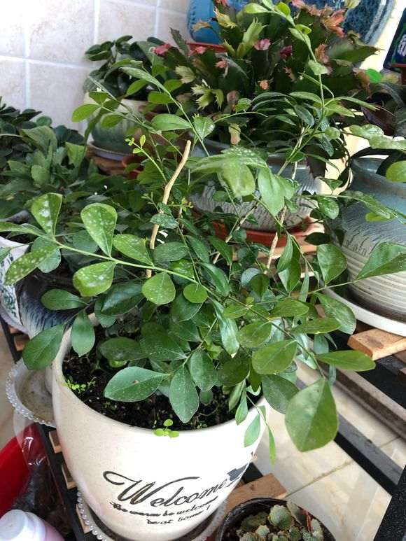 这盆是不是九里香下山桩 怎么区别 图片