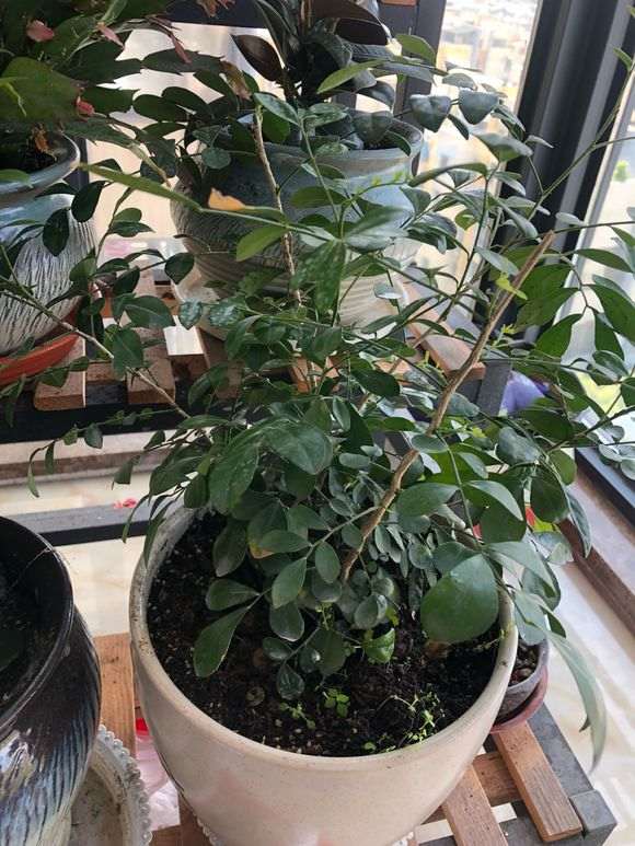 这盆是不是九里香下山桩 怎么区别 图片