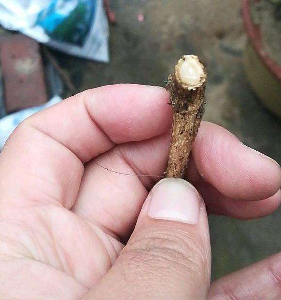 九里香下山桩 1个月不来芽 怎么办 图片