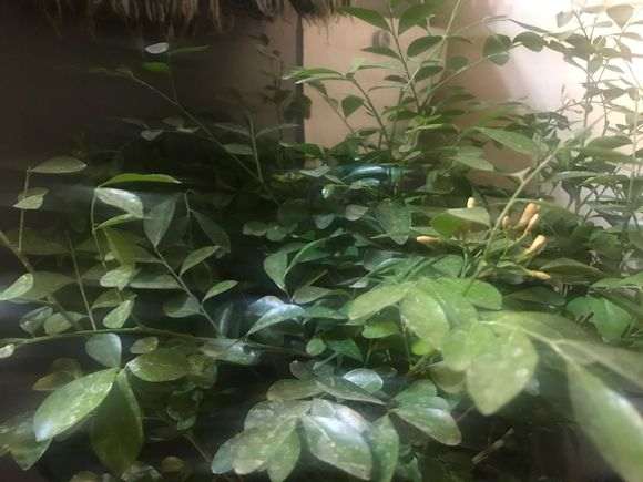 九里香下山桩可以放在外边吗 会冻死 图片