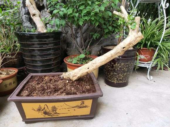 九里香下山桩可以放在外边吗 会冻死 图片