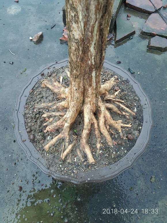 九里香下山桩上盆2天 发黄带枯 图片