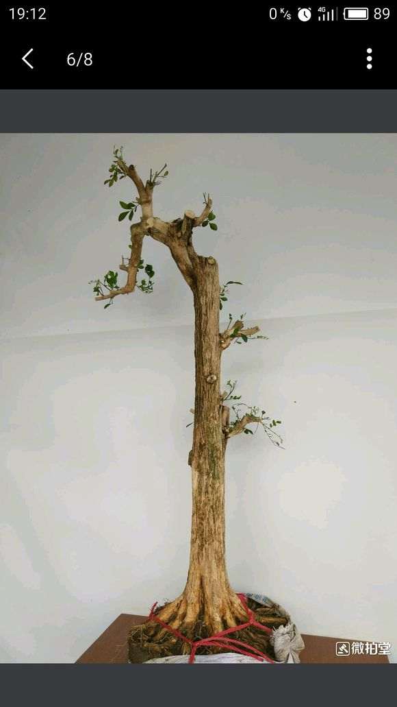 九里香下山桩上盆2天 发黄带枯 图片